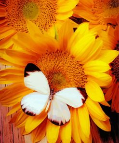 Black And White Butterfly On Sunflower Paint By Numbers