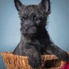 Black Cairn Terrier Puppy Paint By Numbers