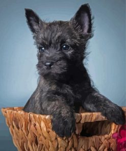 Black Cairn Terrier Puppy Paint By Numbers