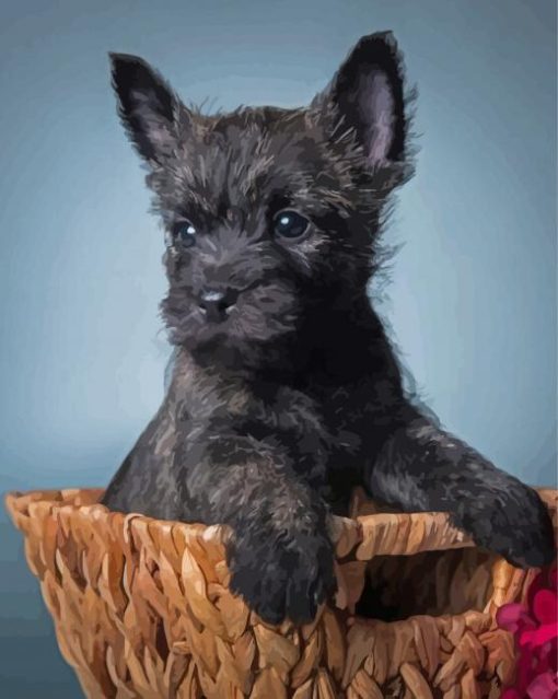 Black Cairn Terrier Puppy Paint By Numbers