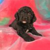 Goldendoodle Puppy Paint By Numbers