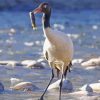 Black Necked Crane Paint By Numbers