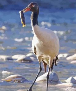 Black Necked Crane Paint By Numbers