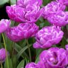 Blooming Purple Peony Tulips Paint By Numbers