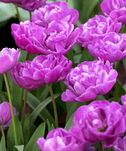 Blooming Purple Peony Tulips Paint By Numbers