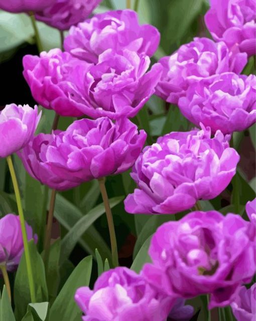 Blooming Purple Peony Tulips Paint By Numbers