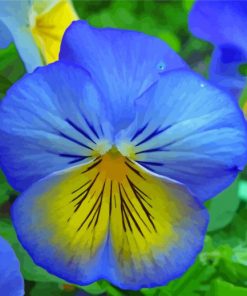 Blue And Yellow Flowers Paint By Numbers