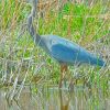 Blue Crane Bird Paint By Numbers