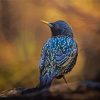 Blue Starling Bird Paint By Numbers