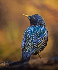 Blue Starling Bird Paint By Numbers