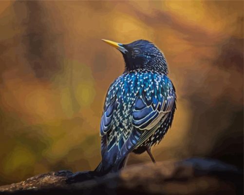 Blue Starling Bird Paint By Numbers