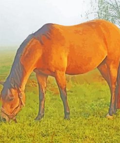 Buckskin Horses Paint By Numbers