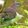 Close Up Kereru On A Branch Paint By Numbers