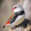 Diamond Firetail On A Tree Paint By Numbers