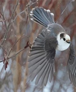 Flying Whiskey Jack Bird Paint By Numbers