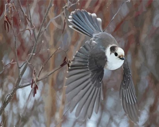 Flying Whiskey Jack Bird Paint By Numbers