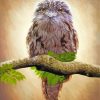 Frogmouth Bird Paint By Numbers