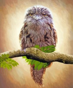 Frogmouth Bird Paint By Numbers