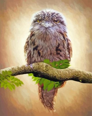 Frogmouth Bird Paint By Numbers