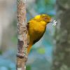 Golden Bowerbird Paint By Numbers