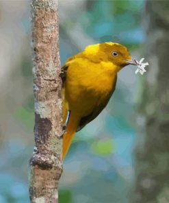 Golden Bowerbird Paint By Numbers