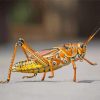 Grasshopper Insect Paint By Numbers