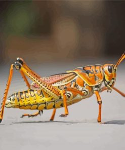 Grasshopper Insect Paint By Numbers