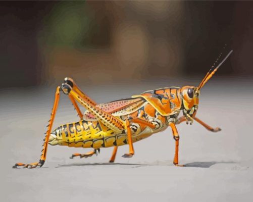 Grasshopper Insect Paint By Numbers