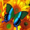 Green Blue Butterfly On Sunflowers Paint By Numbers