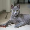 Grey Korat Cat Pet Paint By Numbers