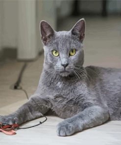 Grey Korat Cat Pet Paint By Numbers