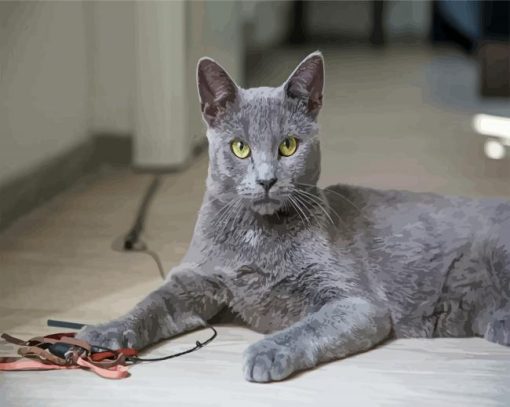 Grey Korat Cat Pet Paint By Numbers