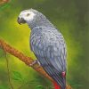 Grey Parrot Paint By Numbers