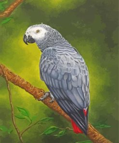 Grey Parrot Paint By Numbers