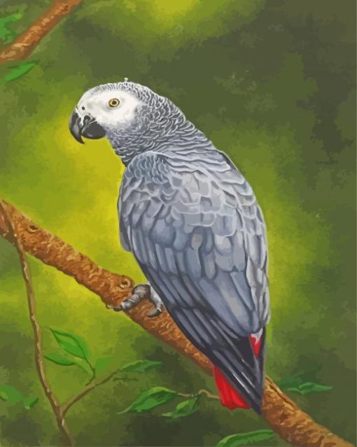 Grey Parrot Paint By Numbers