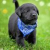 Black Labrador Retriever Paint By Numbers