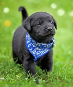 Black Labrador Retriever Paint By Numbers