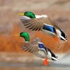 Mallard Ducks Birds Flying Paint By Numbers