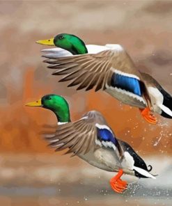 Mallard Ducks Birds Flying Paint By Numbers