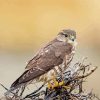 Merlin Bird On Tree Paint By Numbers