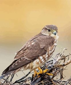 Merlin Bird On Tree Paint By Numbers