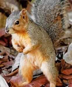 Mischievous Squirrel Animal Paint By Numbers