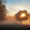 Misty Sunrise Trees Silhouette Paint By Numbers