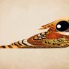 Nightjars Big Eyes Art Paint By Numbers