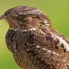 Nightjars Closed Eyes Paint By Numbers