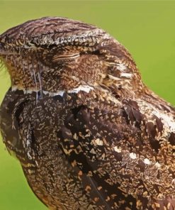 Nightjars Closed Eyes Paint By Numbers