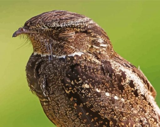 Nightjars Closed Eyes Paint By Numbers