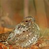 Nightjars Sitting On Leaves Paint By Numbers