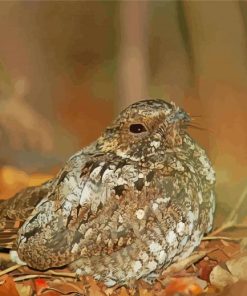 Nightjars Sitting On Leaves Paint By Numbers