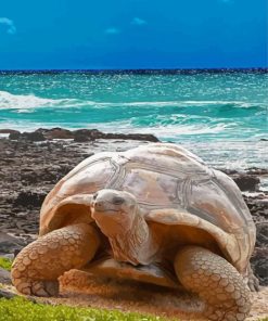 Ocean Aldabra Tortoise Paint By Numbers